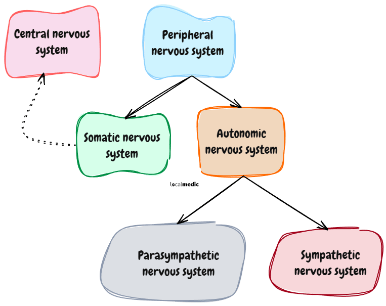 Diagram showing parts of the nervous system: Central, Peripheral, Somatic, Autonomic, Parasympathetic, and Sympathetic nervous systems.
